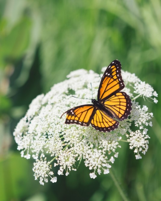 Achillea Achillea