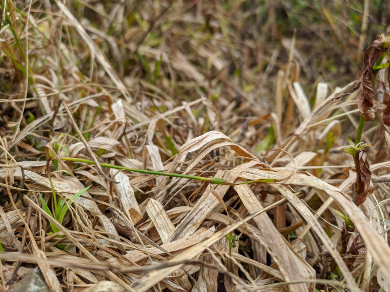 waarom-onkruid-wegbranden-niet-mogelijk-is-op-gazon