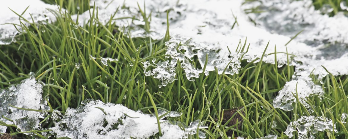 Waarom gras maaien in de winter niet verstandig is