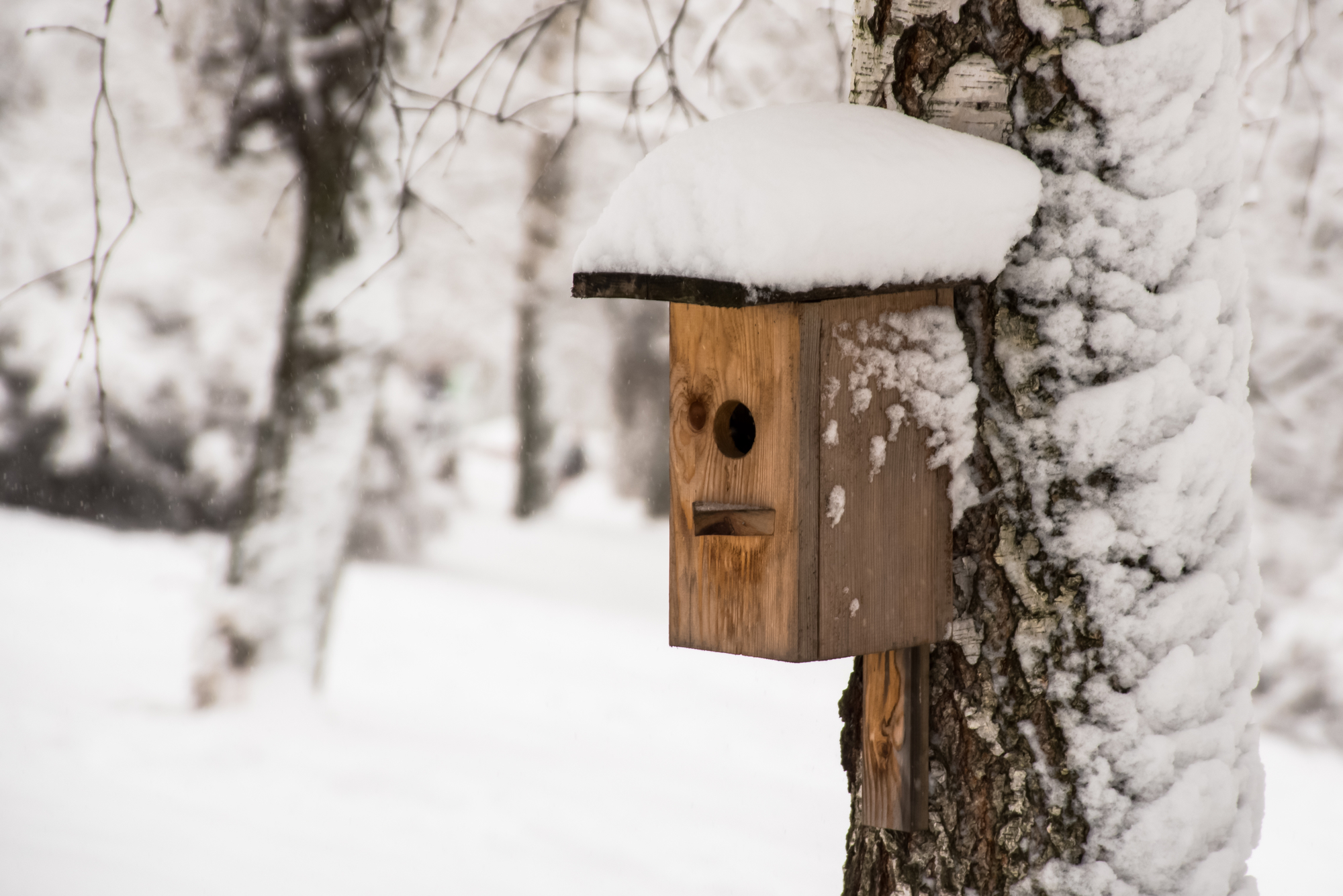 Vogelhuisjes en drinkbakken winterklaar maken Vogelhuisjes en drinkbakken winterklaar maken