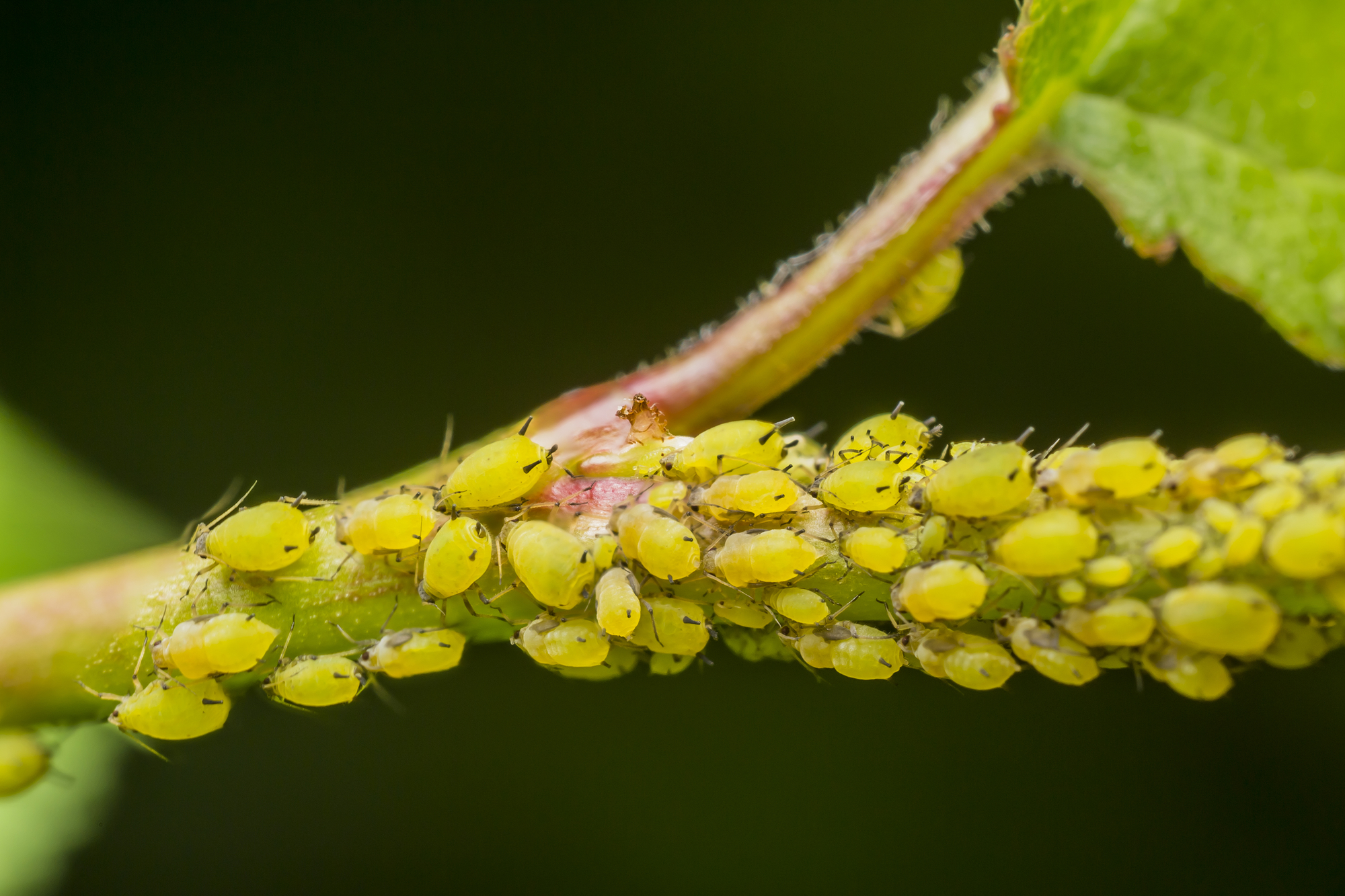 Soorten plagen in de tuin (overzicht) Soorten plagen in de tuin (overzicht)