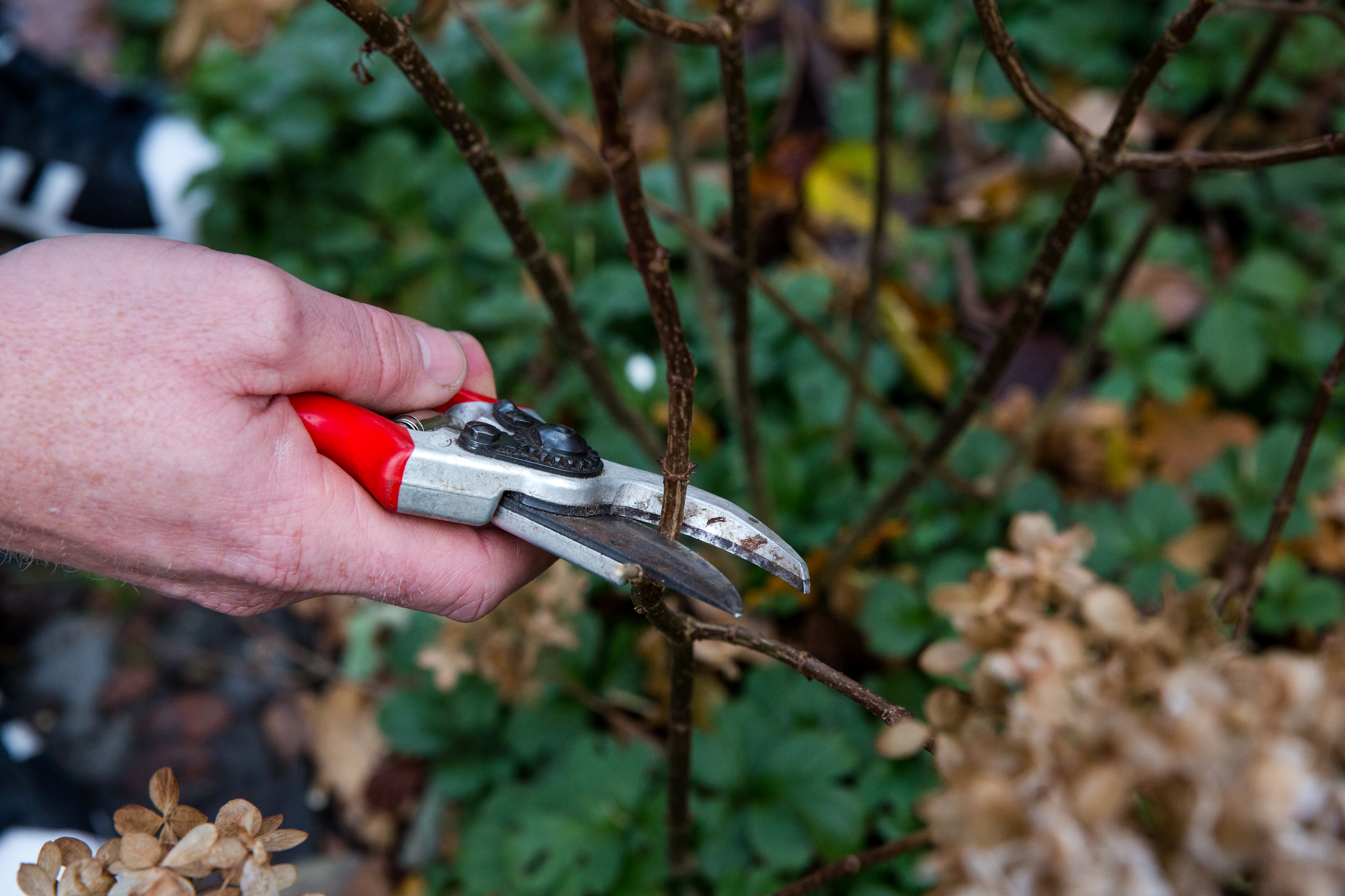 Bomen in de tuin van je huurhuis, wat kan en mag ik doen? Bomen in de tuin van je huurhuis, wat kan en mag ik doen?
