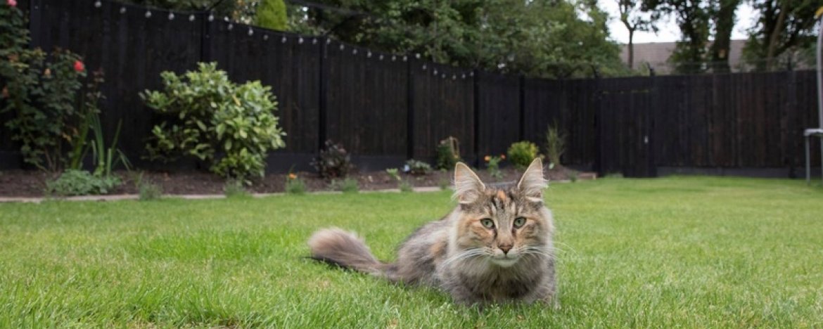 8 Praktische tips om je hond of kat in de tuin te houden