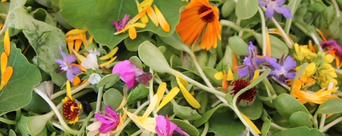 9 eetbare planten voor in je mini moestuin!