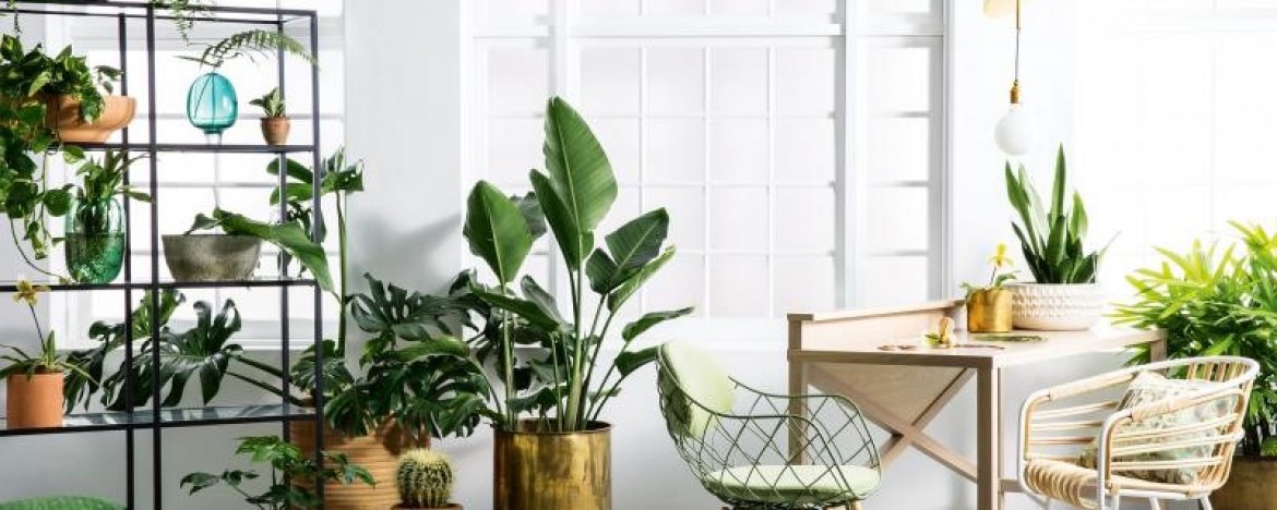 Top 10 luchtzuiverende planten voor in huis, de slaapkamer of op kantoor  