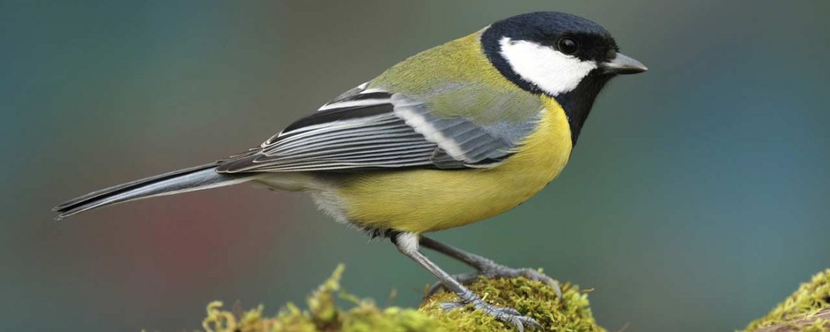 Tuinvogels herkennen: dit zijn de 25 meest voorkomende tuinvogels in Nederland  
