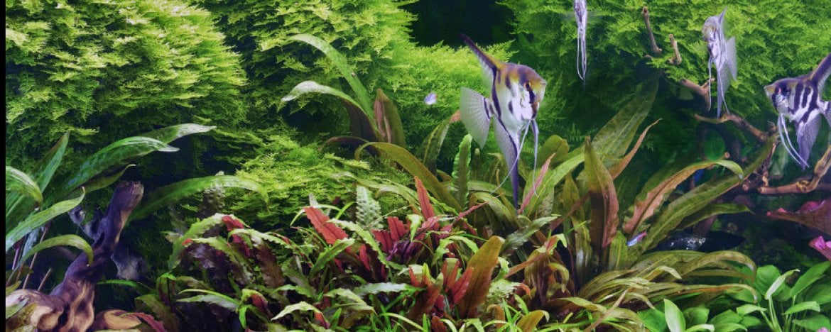 3 soorten waterplanten voor binnen in een aquarium, met veel keuzemogelijkheden!  