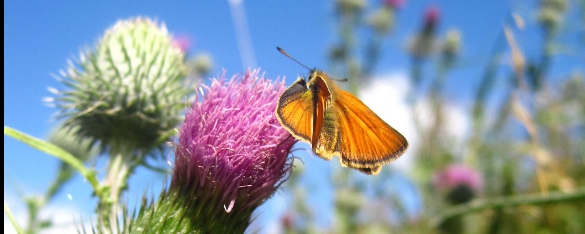 Zo kun je een kleurrijke en levendige vlindertuin aanleggen
