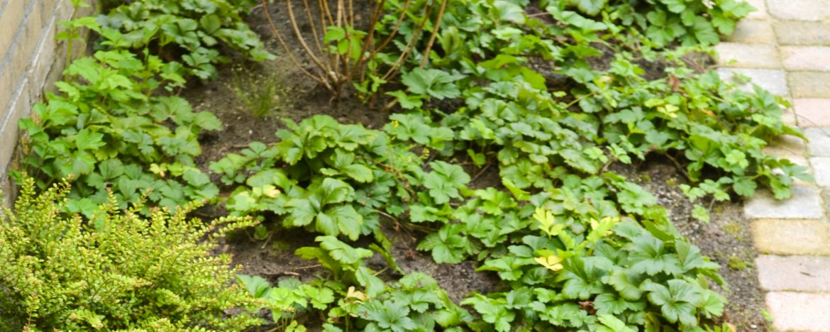 De beste 7 groenblijvende bodembedekkers voor je op een rijtje