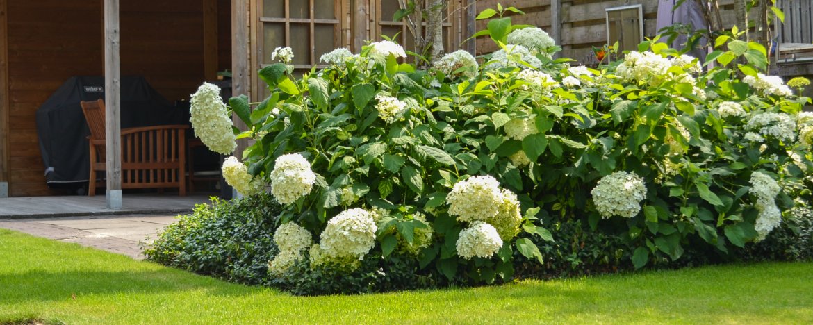 Hoe je een hortensia kunt combineren met vaste planten  