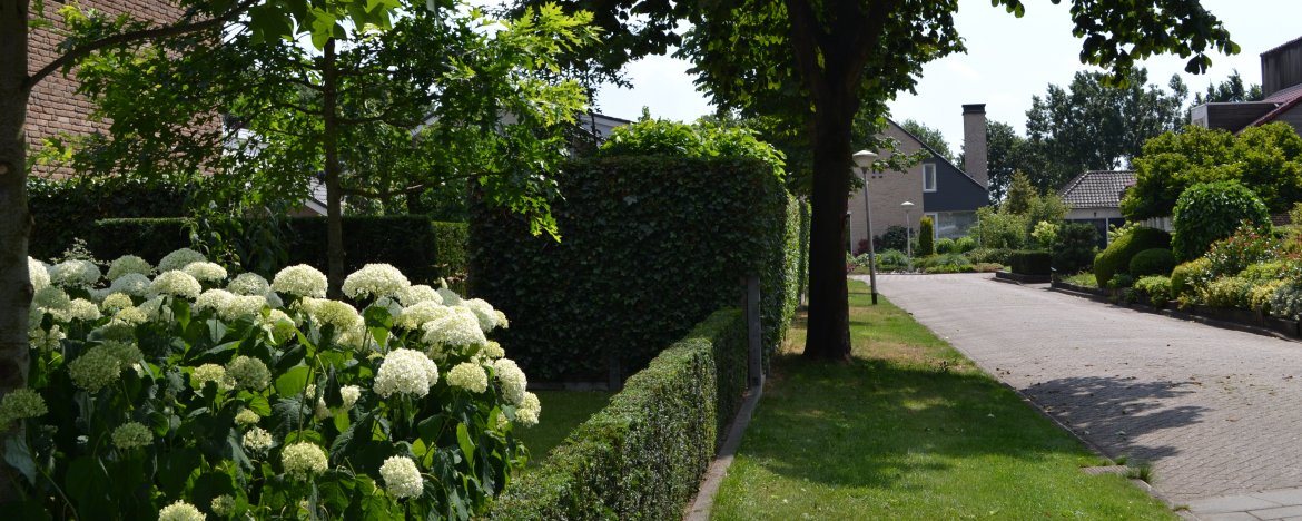 stroom Kwalificatie Openbaren Natuurlijke erfafscheiding top 10 voor de Nederlandse tuinen