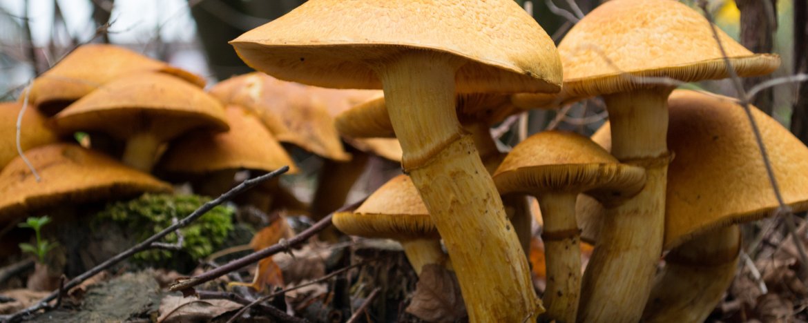 Het is herfst en dat betekent paddenstoelen!