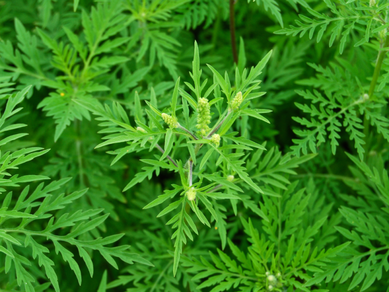 Zaadonkruid verwijderen? Zo verwijder je alsemambrosia