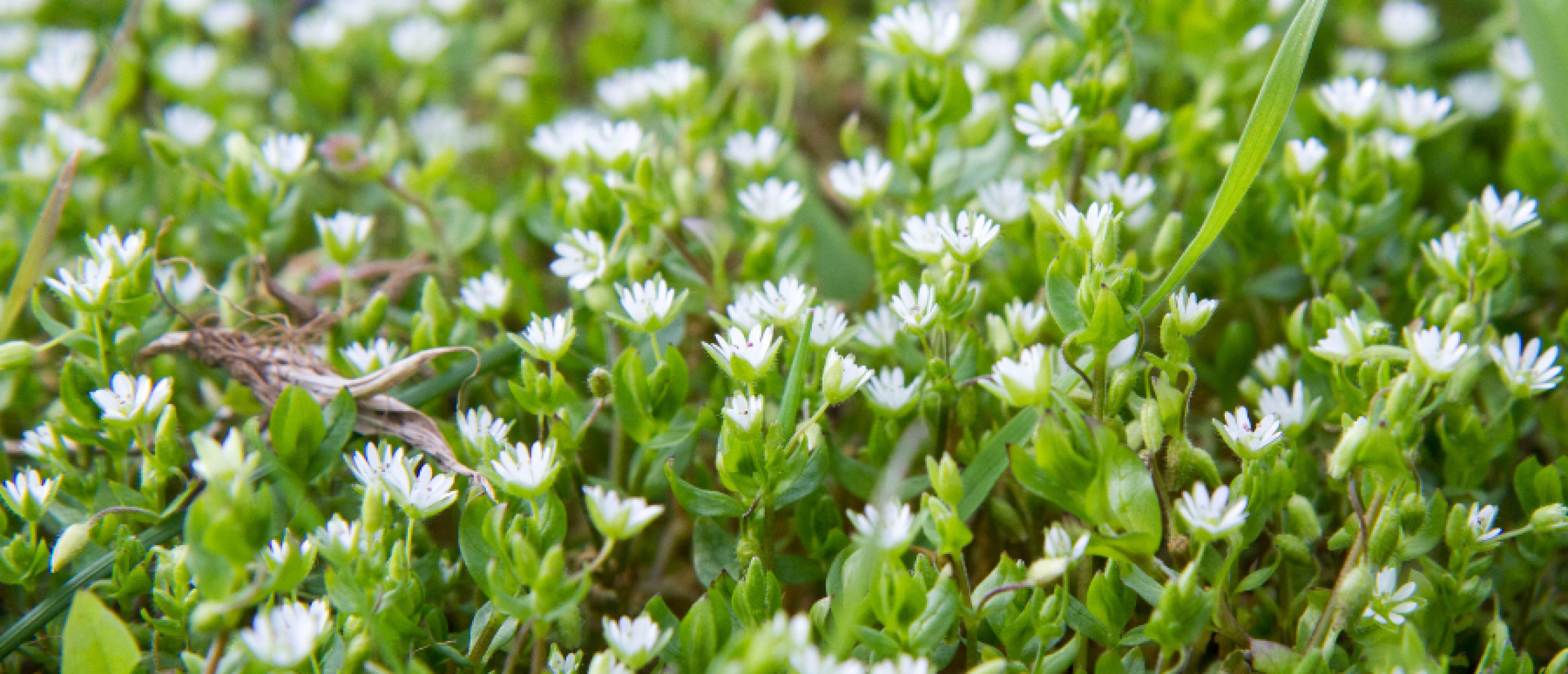 Zaadonkruid verwijderen? Zo verwijder je zaadonkruiden Zaadonkruid verwijderen? Zo verwijder je zaadonkruiden