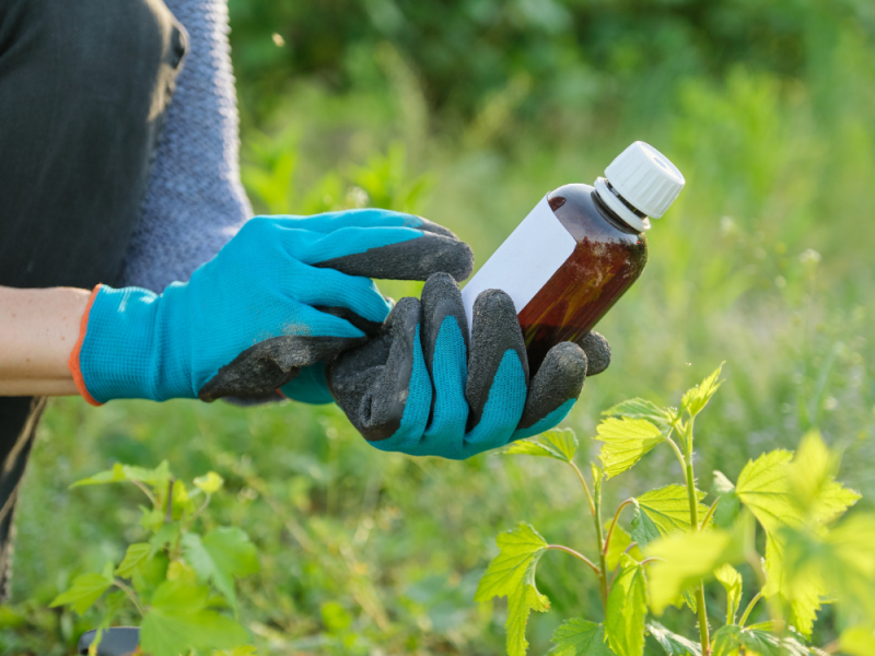 Zaadonkruid verwijderen? Zo verwijder je zaadonkruid beter niet