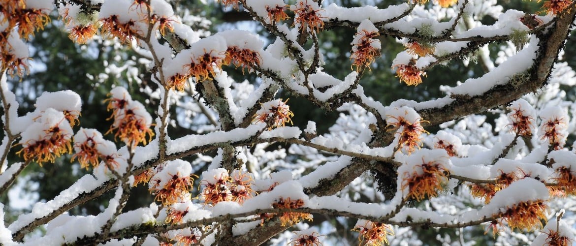 Tuintips december - praktische tips voor de tuin