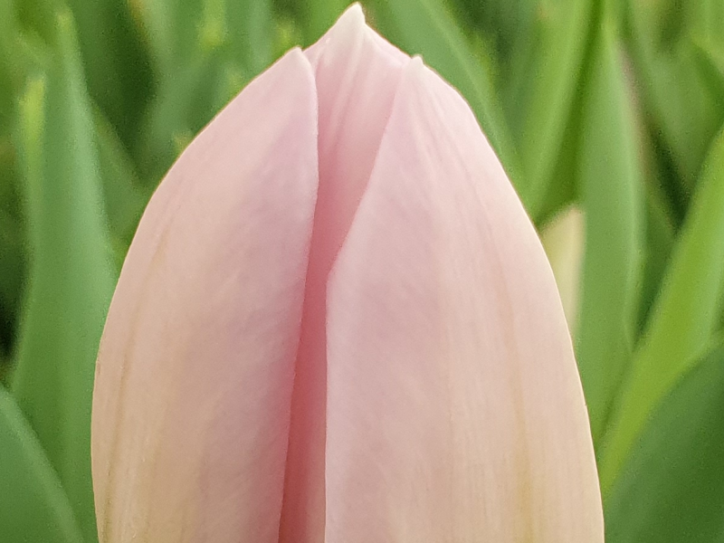 pink tulip