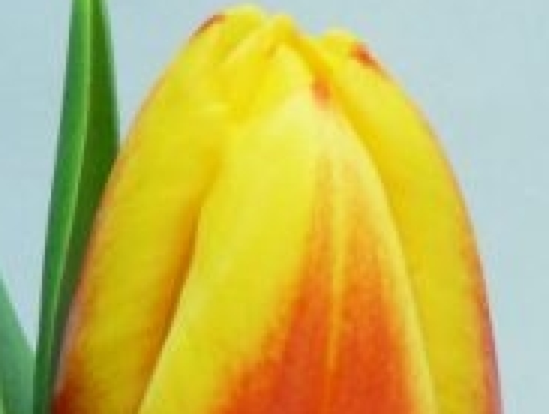 tulipa stay strong