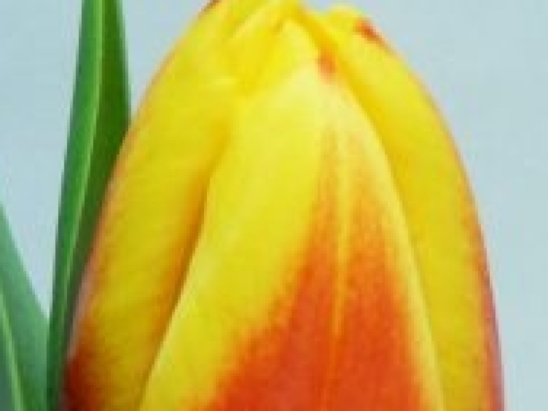 tulipa stay strong