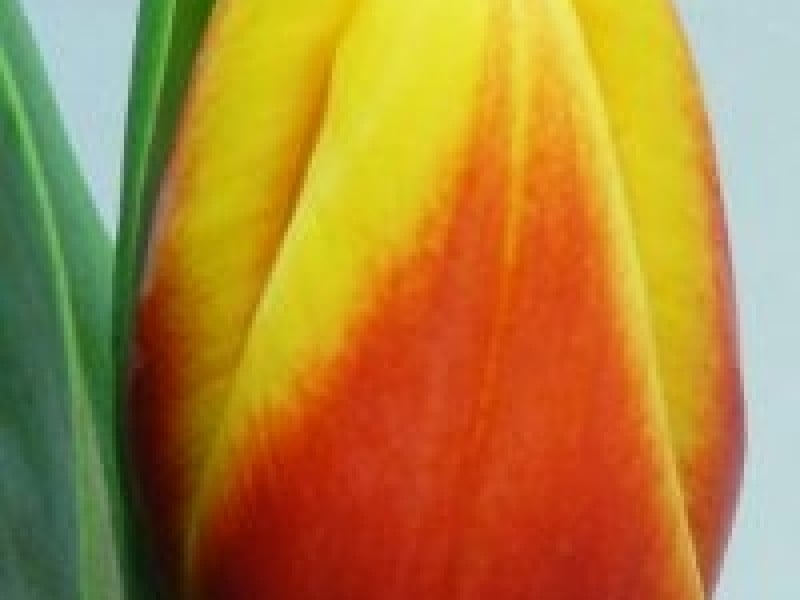 tulipa stay strong