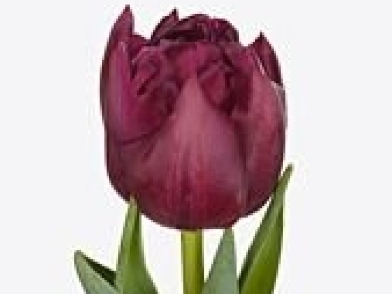tulipa alison bradley