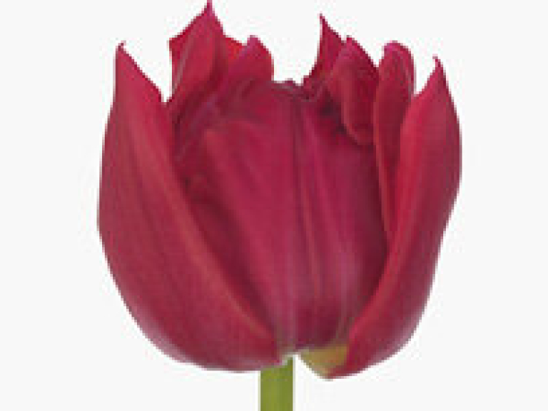 tulipa barboleta