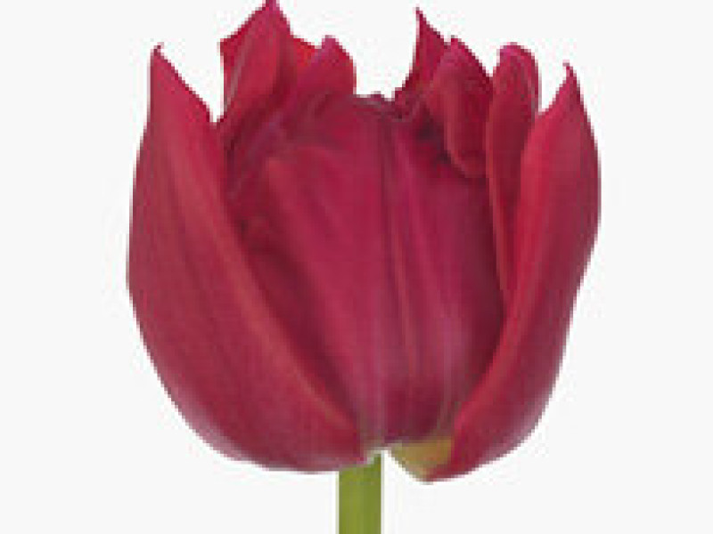 tulipa barboleta