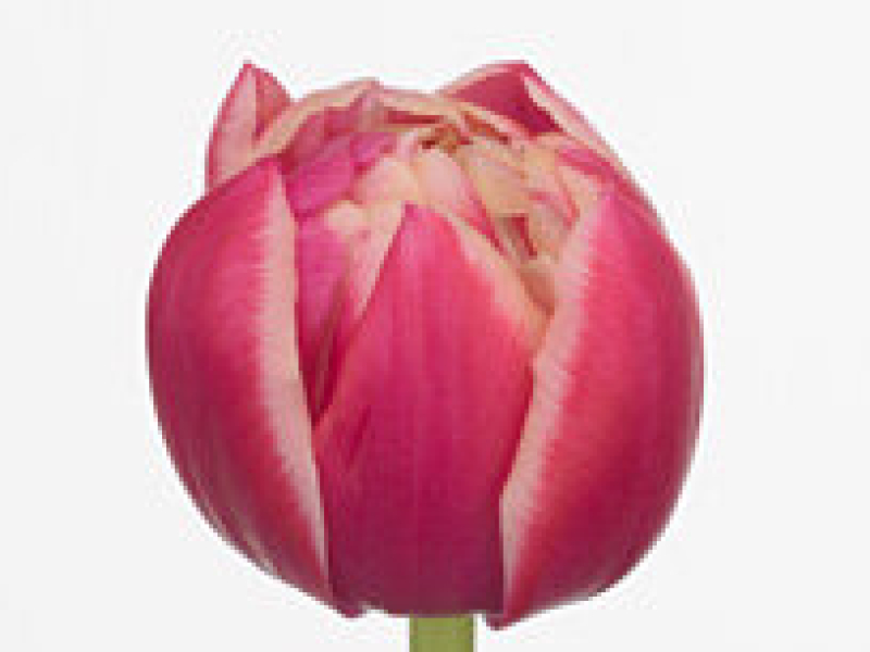tulipa columbus