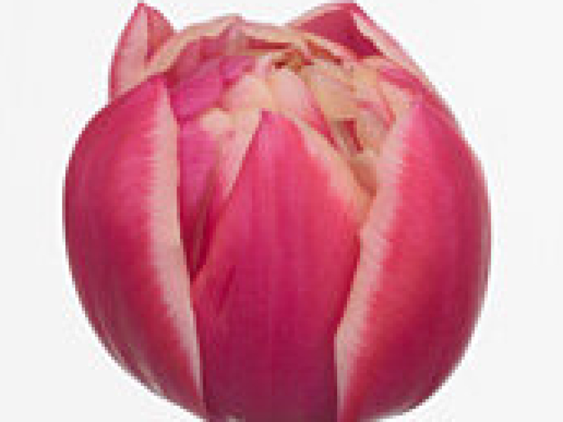 tulipa columbus