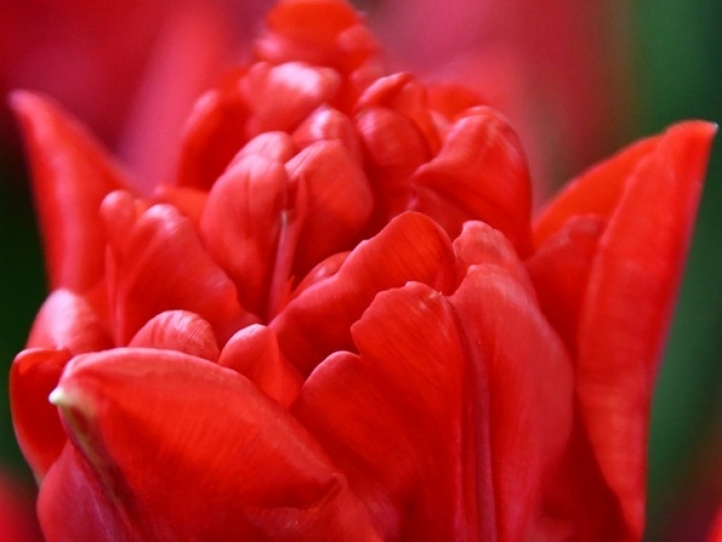 tulips red