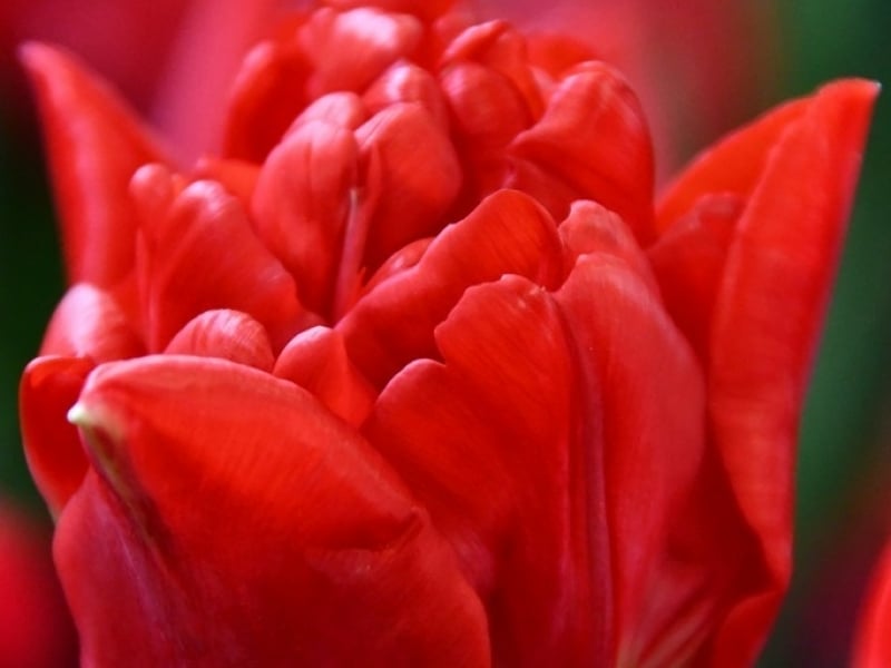 tulips red