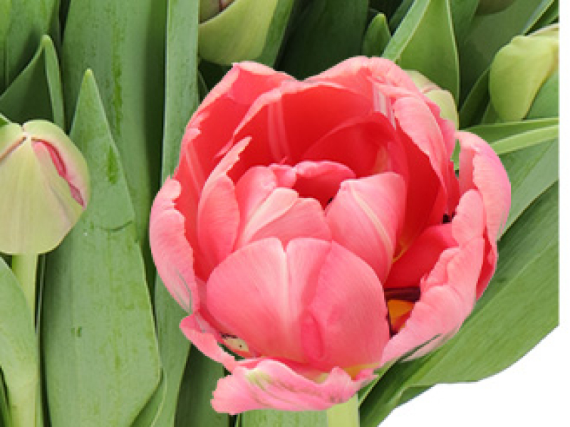 tulipa etched salmon