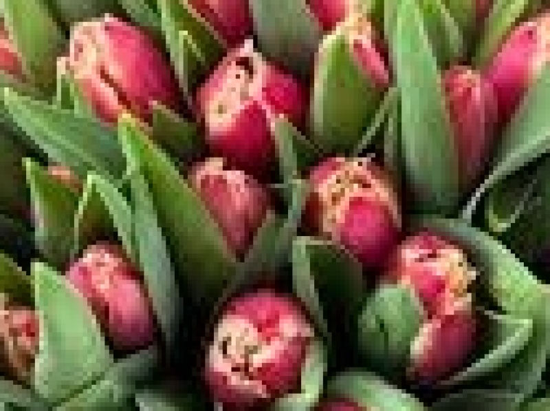 tulipa perugia