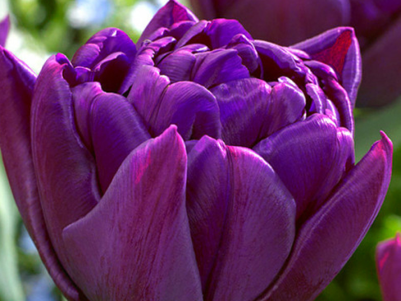 tulipa phyton