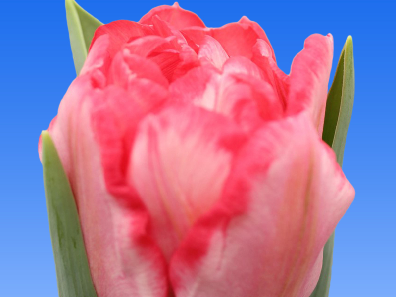tulipa Quinty T