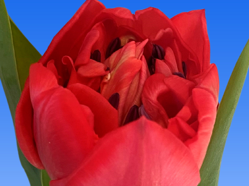 tulipa red velvet