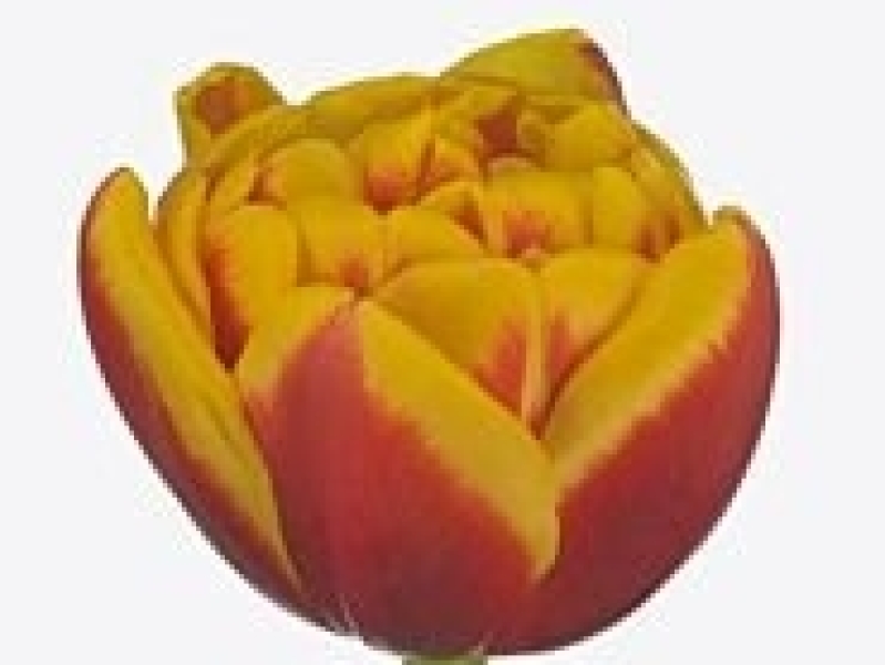 tulipa shell