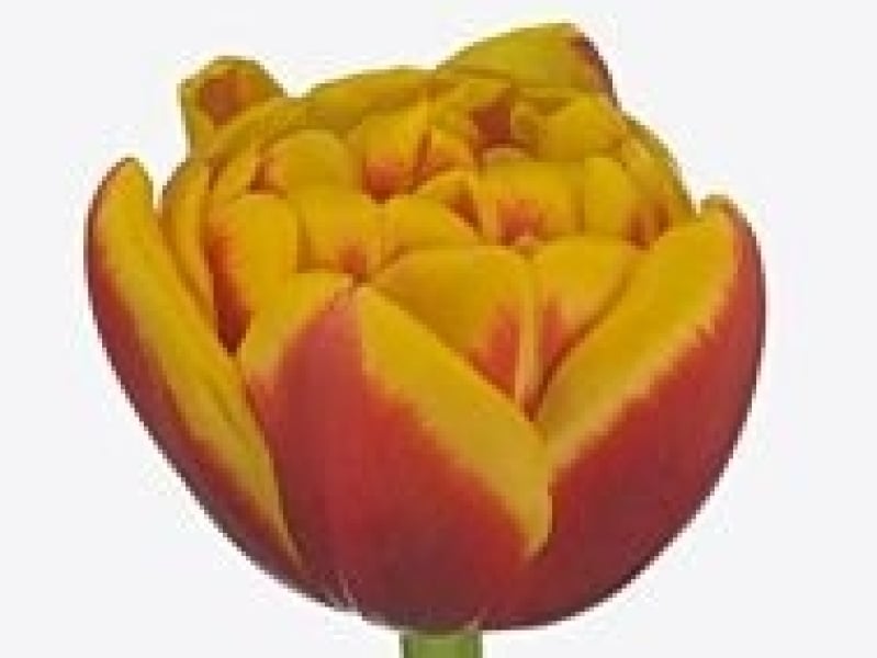 tulipa shell