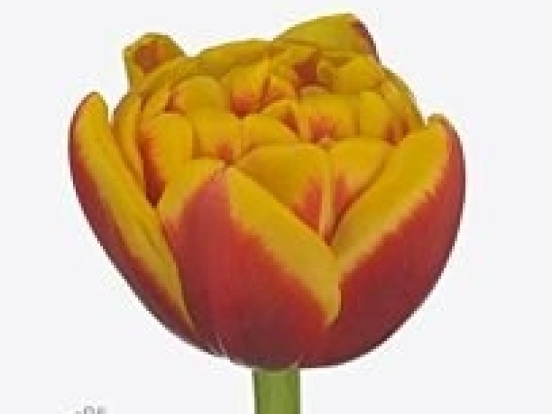 tulipa shell