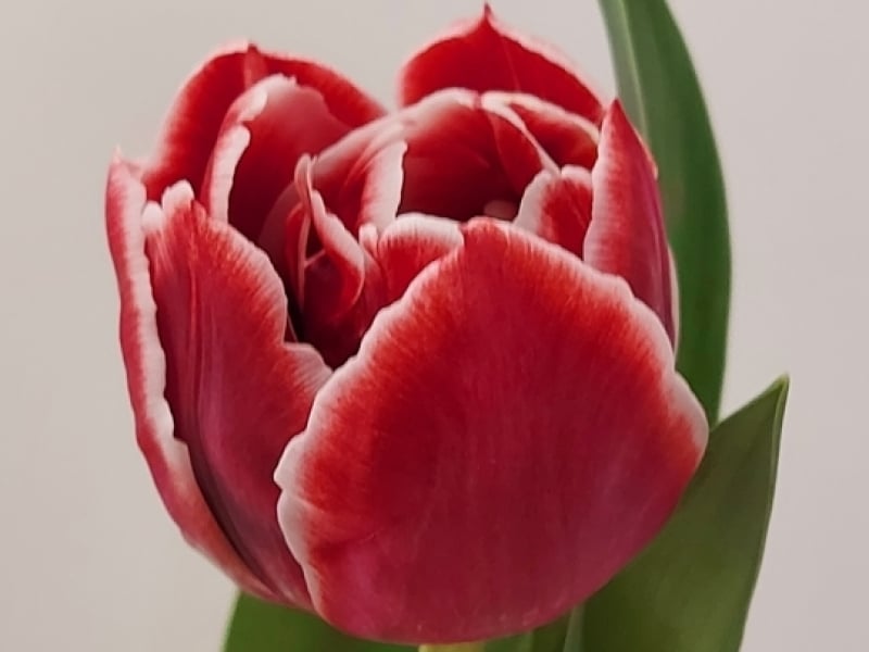 tulips red