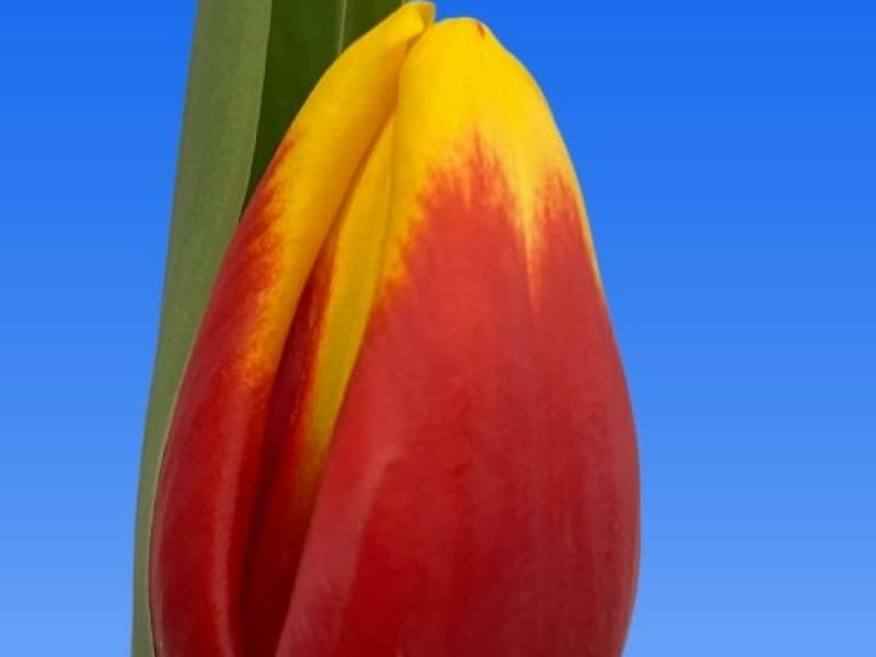 tulips red yellow