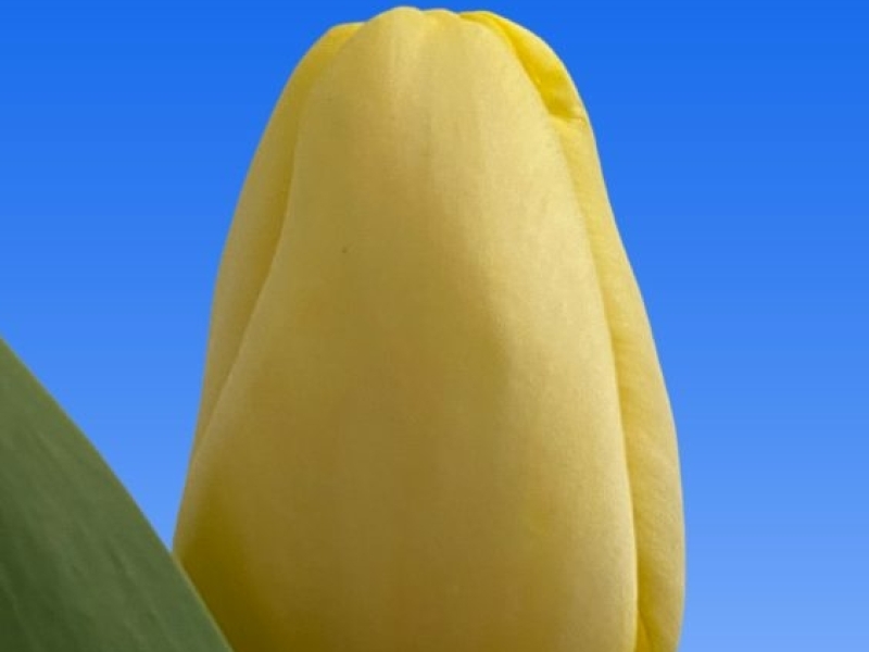 tulipa antarctica gold