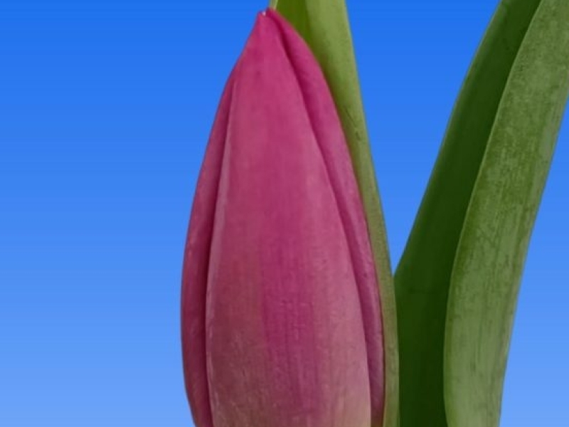tulipa asian love