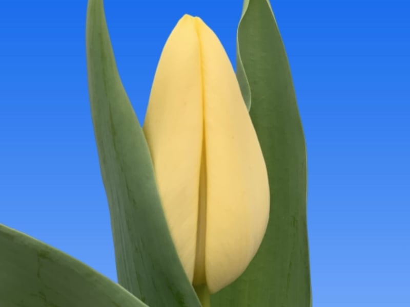 tulips yellow cream creme