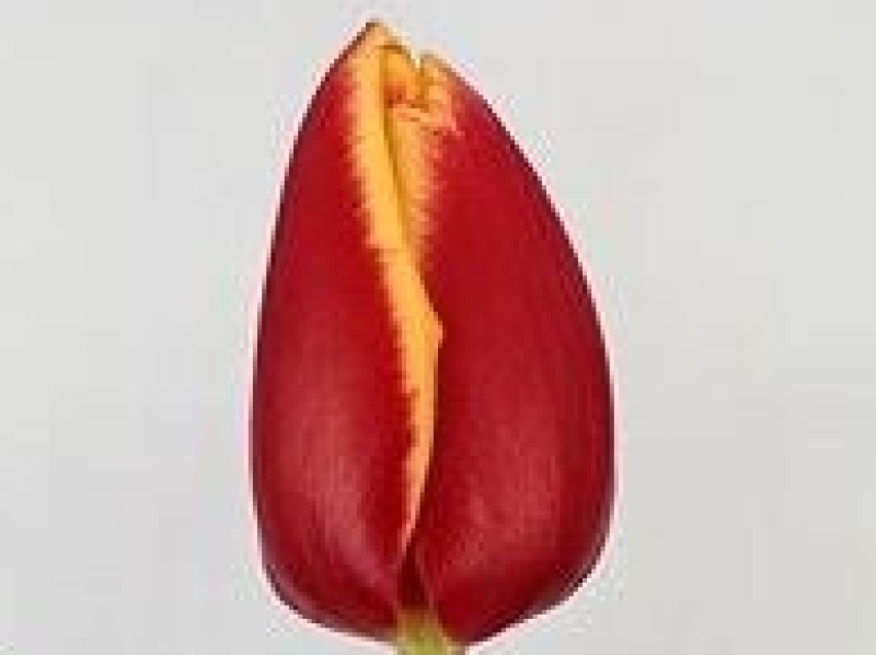 tulipa denmark