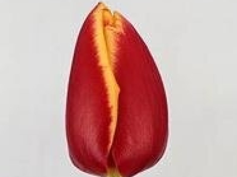 tulipa denmark