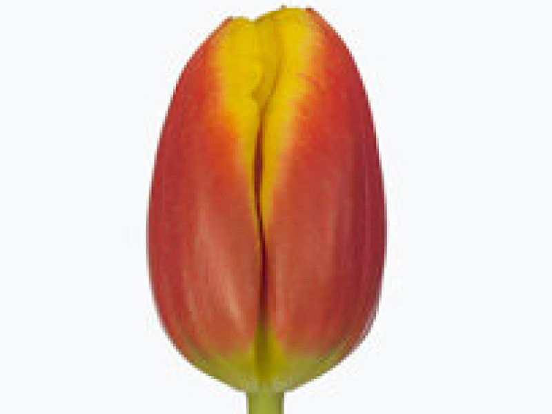 tulipa dow jones