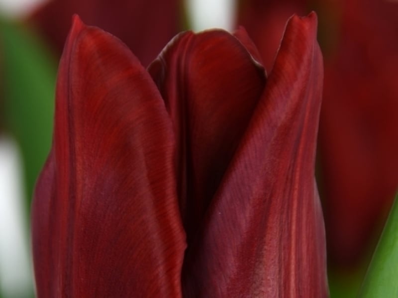 tulipa red