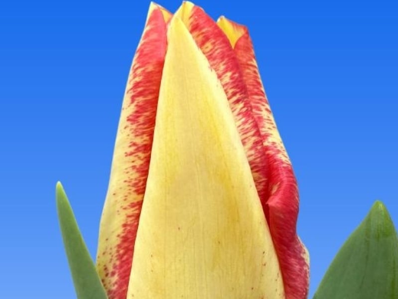 tulips yellow