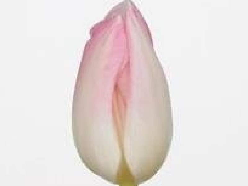 tulipa first class